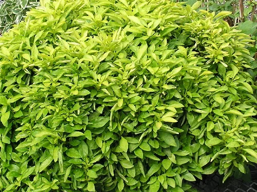 W-12”    H-8-12” (Tough once established, a good choice for a border or low mass.) in Middle Tennessee