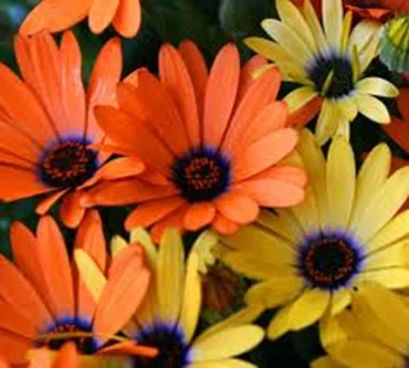 W-14-20"   H-36-48" (A  wonderful texture and upright plant with great heat and humidity tolerance.) in Middle Tennessee