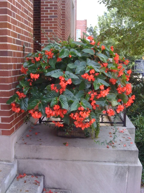 W-15-18"      H- 15-30" — photo 2