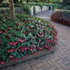 W-15-18"      H- 15-30" (Colorful, easy begonia.  Could use a little pinching back to get fuller rather than leggy but otherwise an easy begonia.) in Middle Tennessee