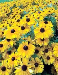 W-16”-24”  H- 16”-24” (Excellent eye catching mid-sized plant.) in Middle Tennessee