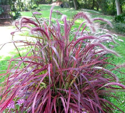 W- 24-30"     H- (Great for height and texture.) in Middle Tennessee