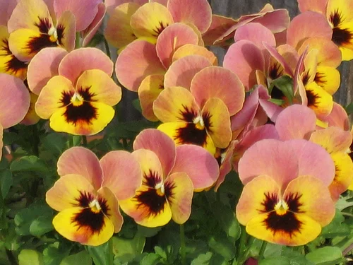 W- 6-8”   H-4-8” — photo 2