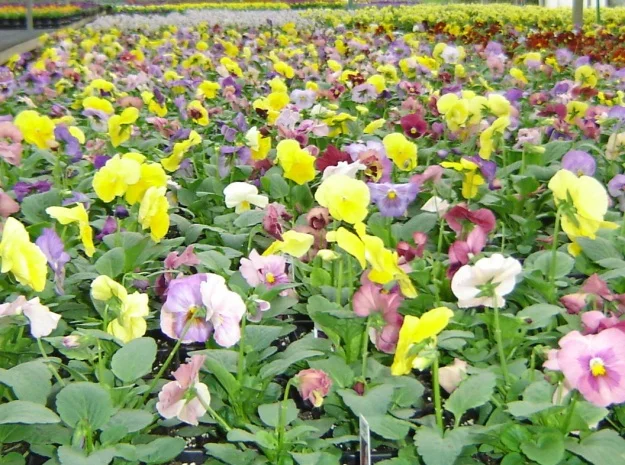 W- 9-12” H-6-9” — photo 3