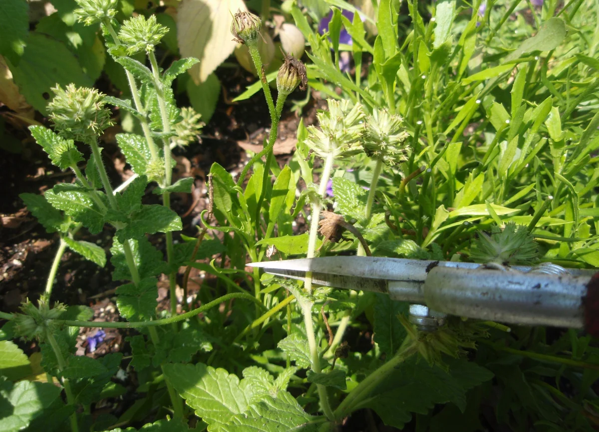 Water Maintenance (Pinching back) in Middle Tennessee