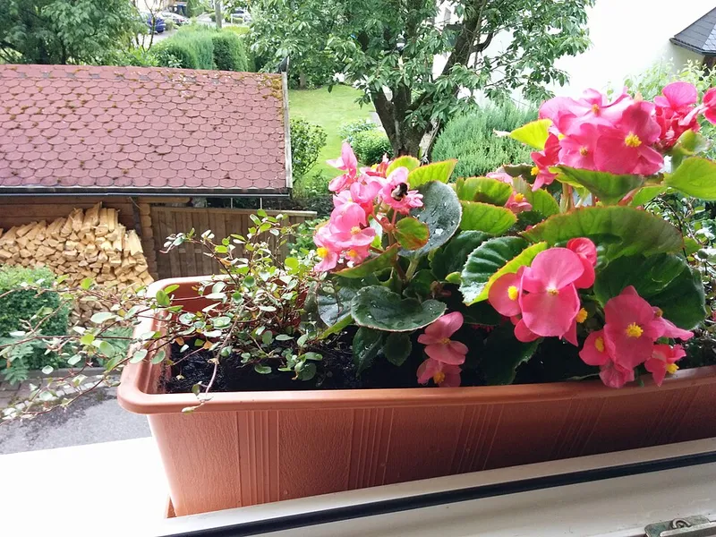 Wax Begonia (Begonia x semperflorens) — landscape plant in Middle Tennessee