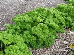 W/H 18”-24” — photo 2