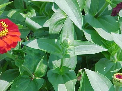 Zinnia (Zinnia elegans) in Middle Tennessee