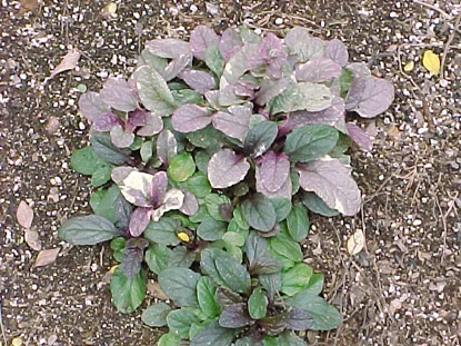 Bugleweed (Ajuga reptans) in Middle Tennessee