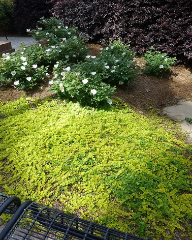 *Can be invasive under the right conditons (Hugs the ground but spreads 4’ or more.) in Middle Tennessee