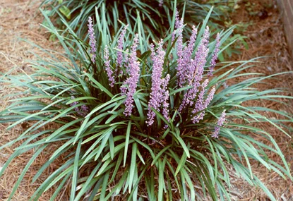 Clump Liriope (Liriope muscari) in Middle Tennessee