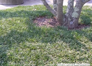 Confused with Liriope (Ophiopogon japonicus) in Middle Tennessee
