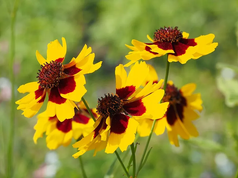 Coreopsis in Middle Tennessee