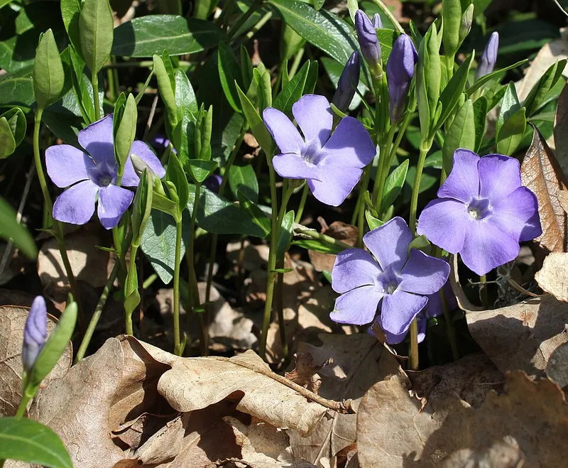 Creeping Myrtle (Vinca minor) — landscape plant in Middle Tennessee