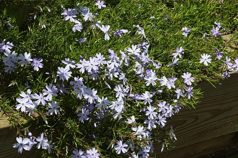 Creeping Phlox (Phlox subulata) — landscape plant in Middle Tennessee