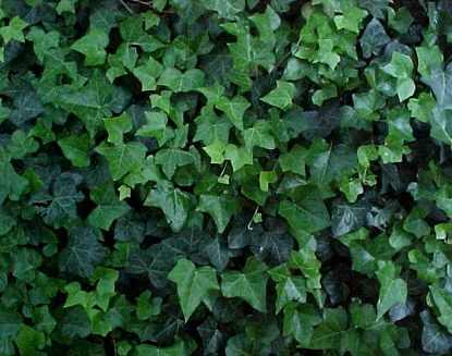 English Ivy — photo 2