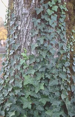 English Ivy — photo 3