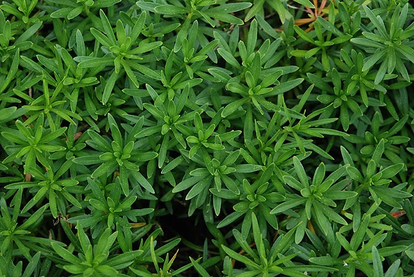 Evergreen CandytuftIberis sempervirens (Leaves alternate) in Middle Tennessee