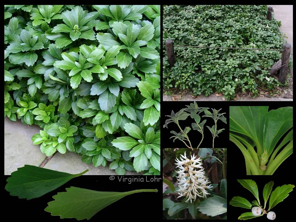 Evergreen (Pachysandra terminalis) in Middle Tennessee