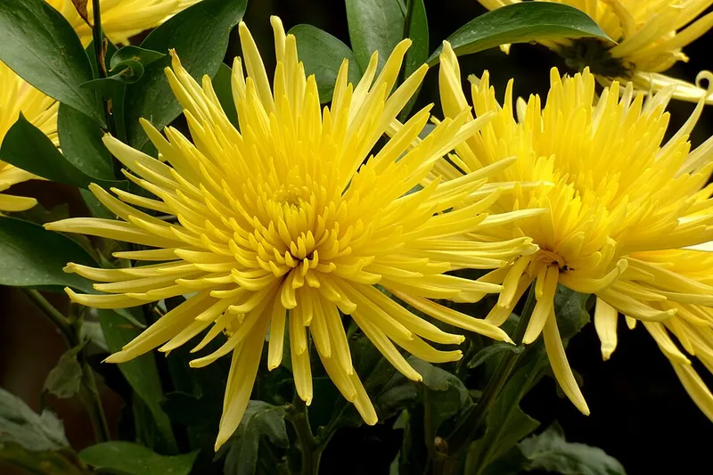 Hardy Mums in Middle Tennessee
