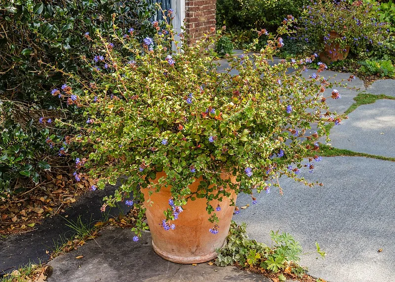 Hardy Plumbago in Middle Tennessee