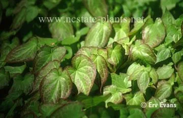 Herbaceous Perennial (Aspidistra elatior) in Middle Tennessee