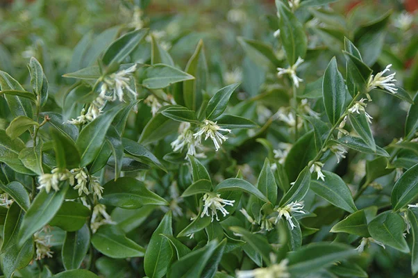 Himalayan SarcococcaSarcocca hookeriana var. humilis — photo 2