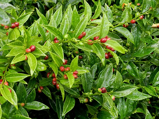 Himalayan SarcococcaSarcocca hookeriana var. humilis — photo 3