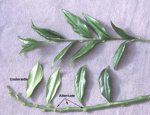 Himalayan SarcococcaSarcocca hookeriana var. humilis (Prefers moist well-drained soil) in Middle Tennessee