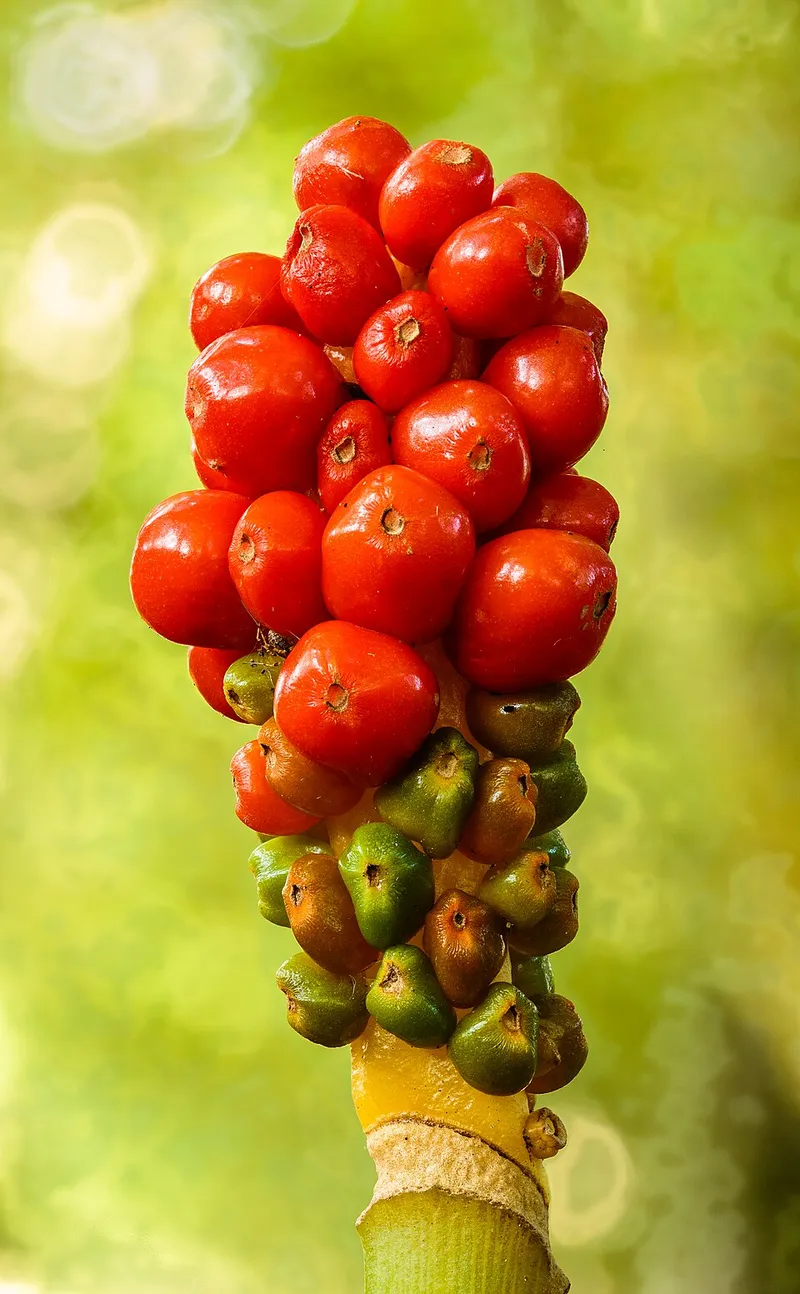 Italian Arum (Arum italicum) — landscape plant in Middle Tennessee