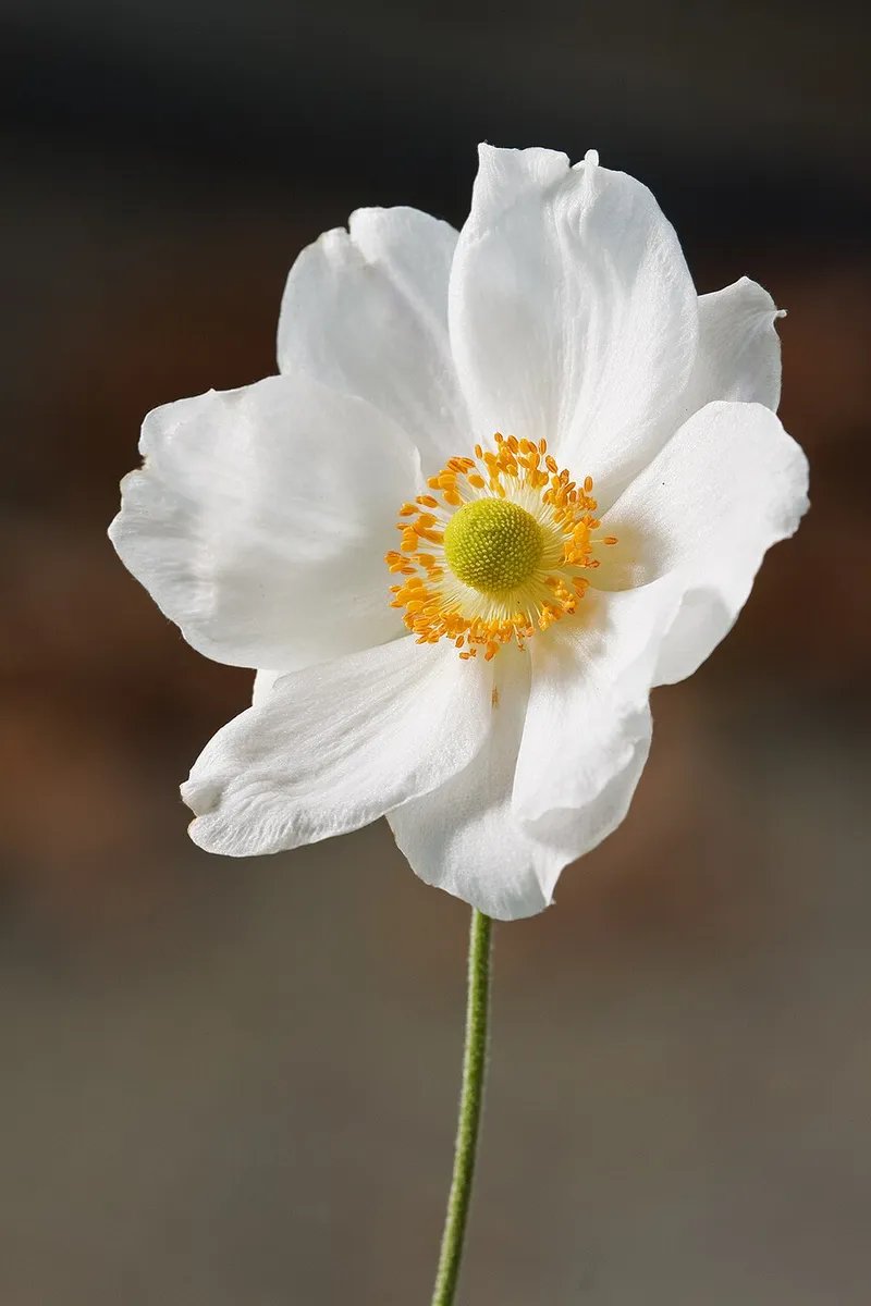 Japanese Anemone in Middle Tennessee