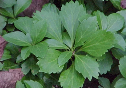 Japanese Pachysandra (Pachysandra terminalis) in Middle Tennessee
