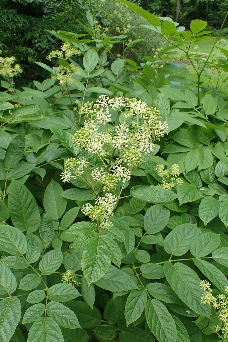 Japanese Spikenard (Aralia cordata) — landscape plant in Middle Tennessee