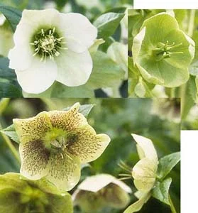 Lenten RoseHelleborus sp — photo 2