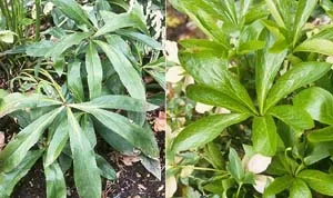 Lenten RoseHelleborus sp — photo 3