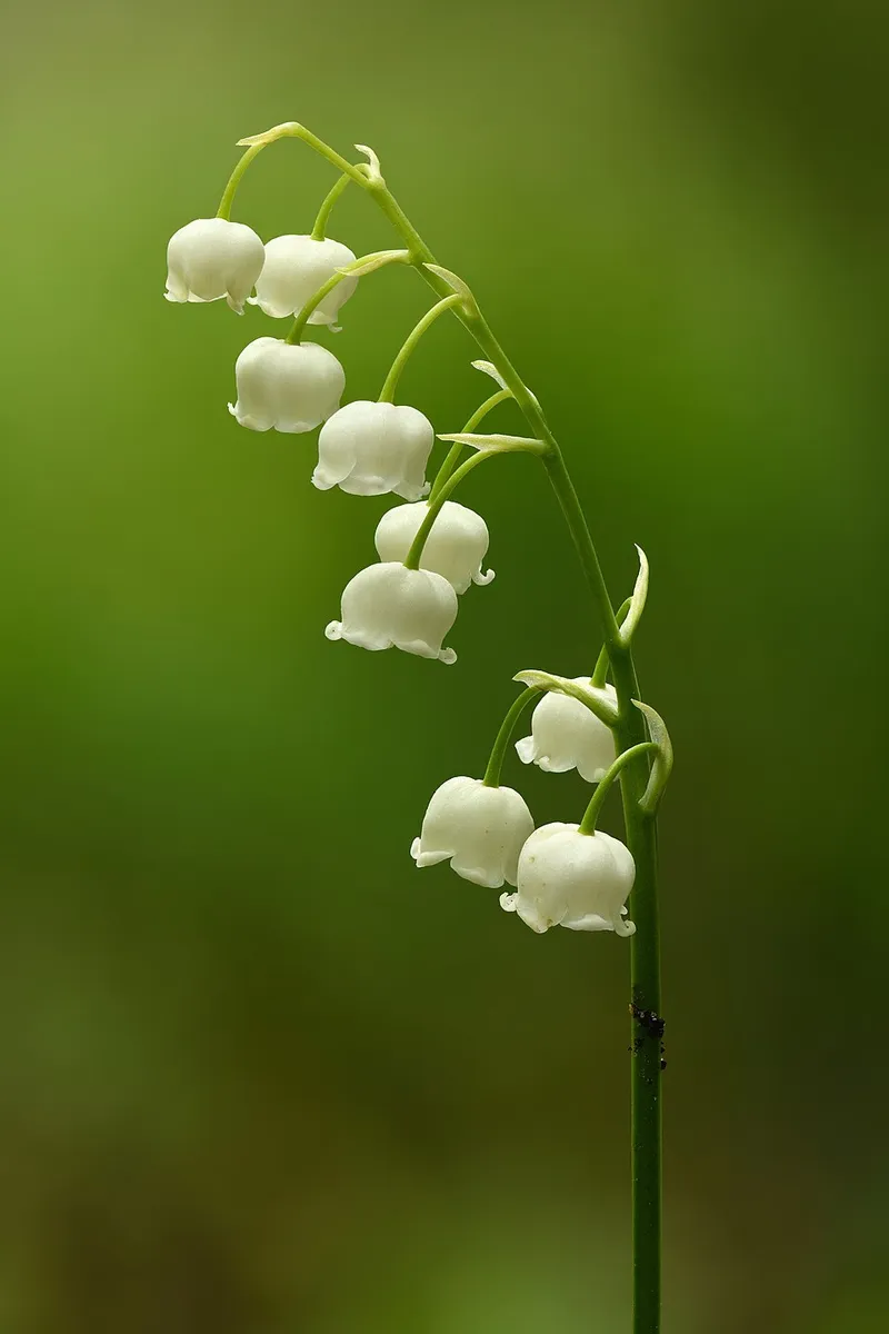 Lily-of-the-Valley (Convallaria majalis) — landscape plant in Middle Tennessee
