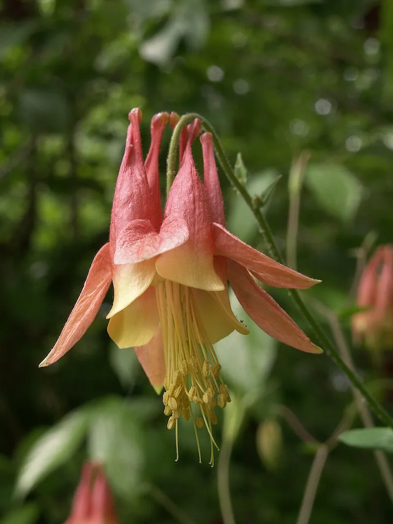 Native Columbine (Aquilegia canadensis) — landscape plant in Middle Tennessee