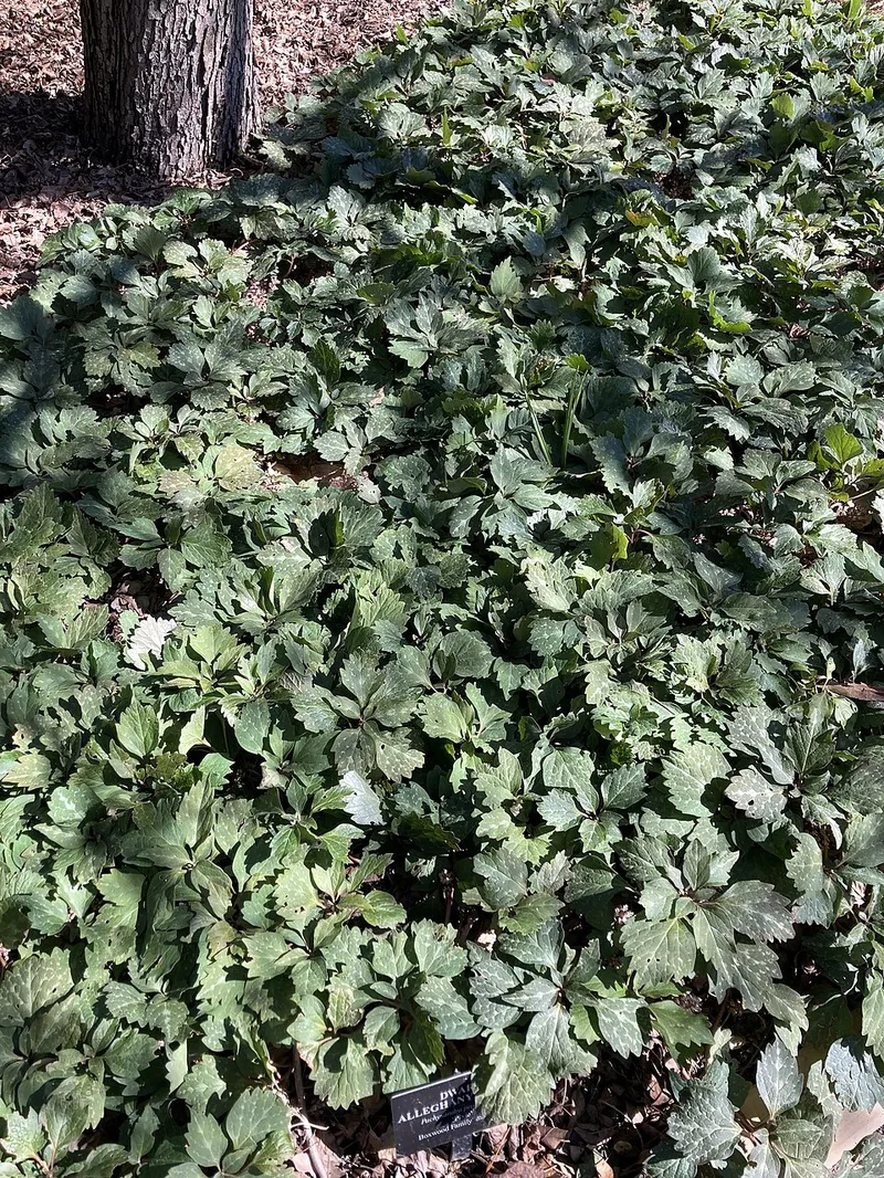 Pachysandra (Pachysandra terminalis) — landscape plant in Middle Tennessee