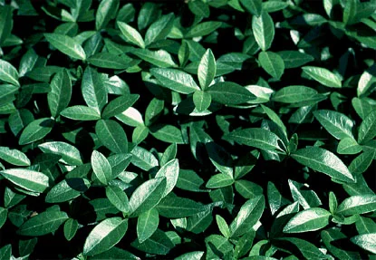 Periwinkle (Vinca minor) in Middle Tennessee