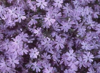 Photos: OSU (White, pink, or lavender blooms in early spring.) in Middle Tennessee
