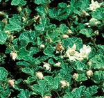 Photos (Rubus pentalobus) in Middle Tennessee