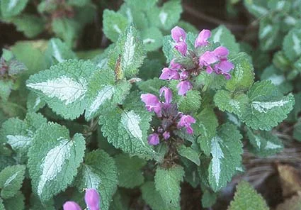 Spotted Dead NettleLamium maculatum — photo 2