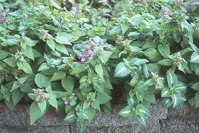 Spotted Dead NettleLamium maculatum (Grows in a range of soils.) in Middle Tennessee