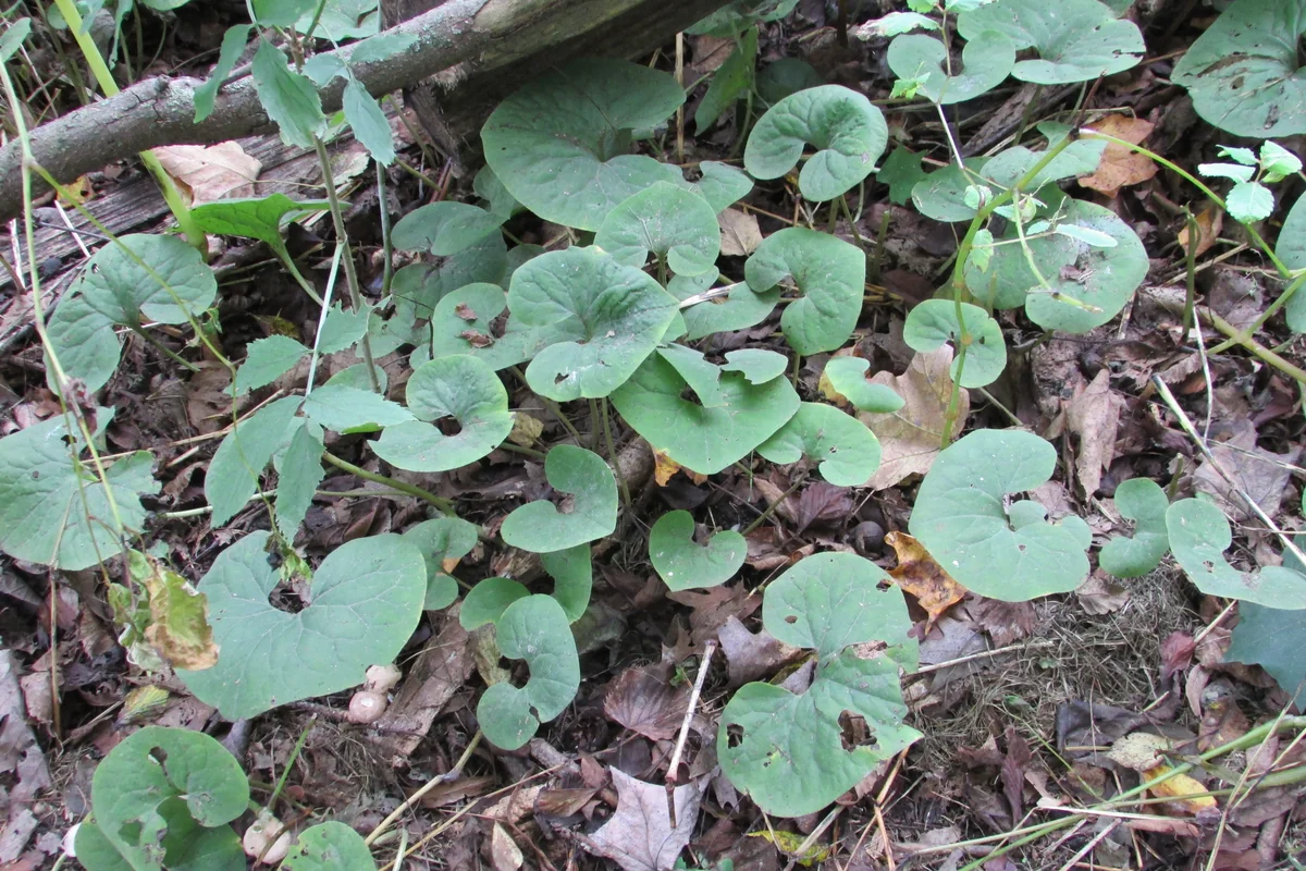 Wild Ginger — photo 3