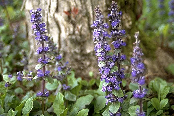 WintercreeperEuonymus fortunei — photo 2