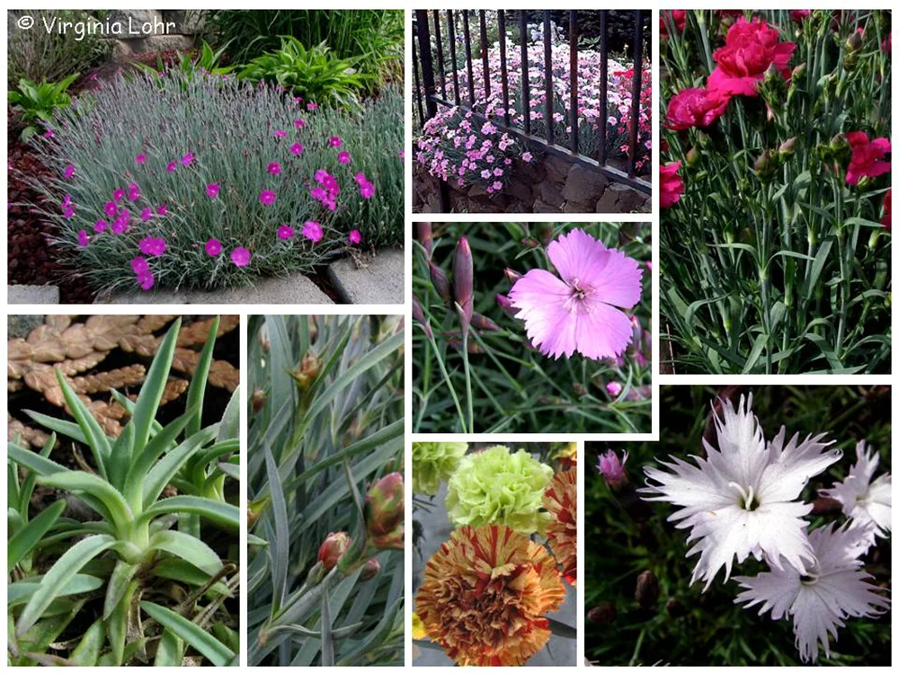 WintercreeperEuonymus fortunei — photo 3