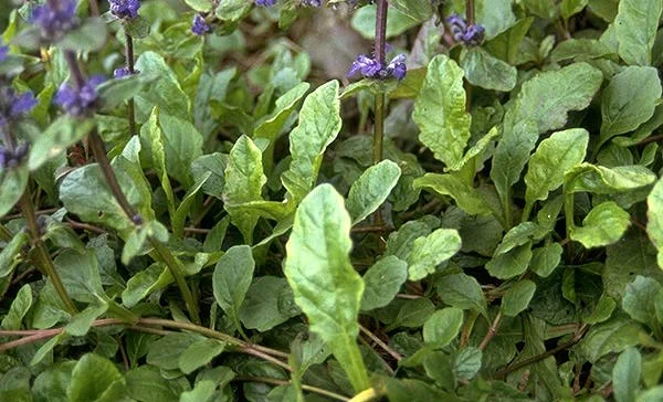 WintercreeperEuonymus fortunei (Herbaceous perennial) in Middle Tennessee