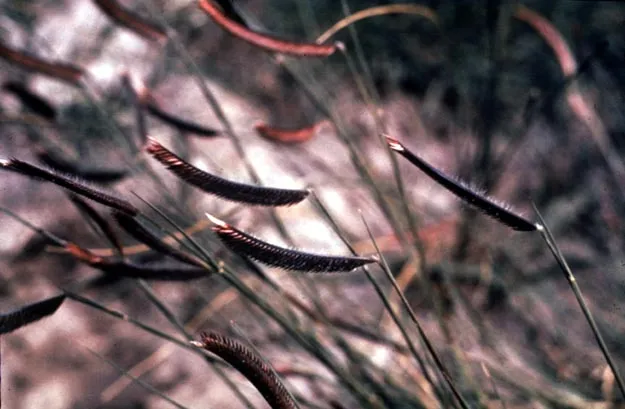 Blue Grama Grass in Middle Tennessee