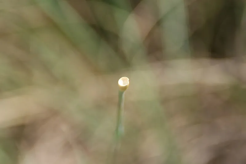 Eastern Gamagrass (Tripsacum dactyloides) β landscape plant in Middle Tennessee