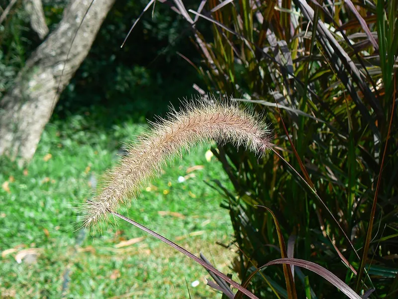 Fountain Grass in Middle Tennessee